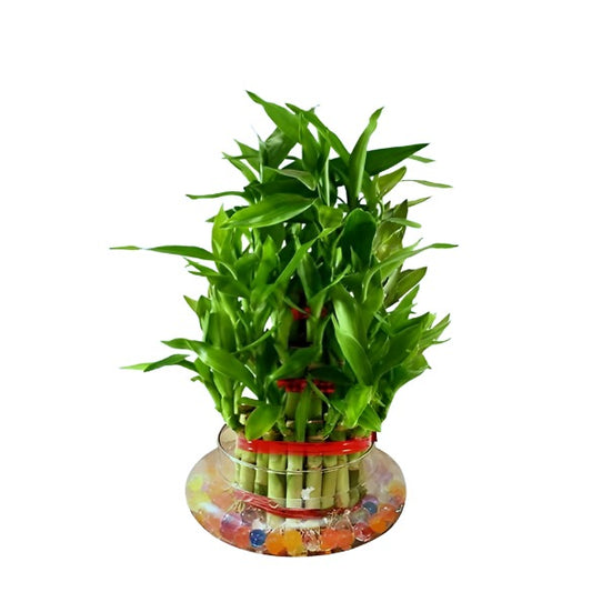 Lucky Bamboo 2 Layer